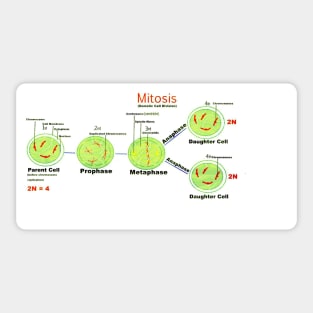 Mitosis - Somatic cell division. Sticker